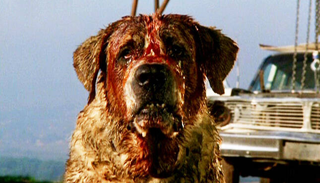 Cujo